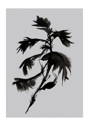 Mono Botanical 10 | Dan Hobday