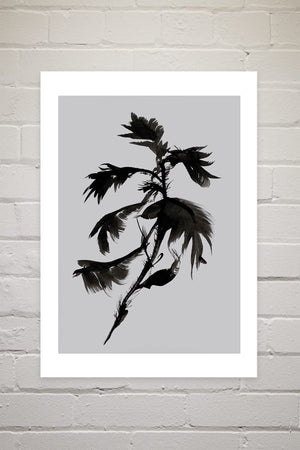 Mono Botanical 10 | Dan Hobday