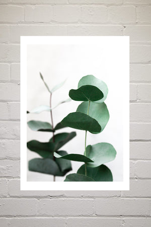 Eucalyptus 5 by Mareike Boehmer