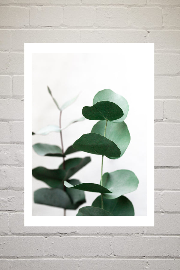 Eucalyptus 5 by Mareike Boehmer