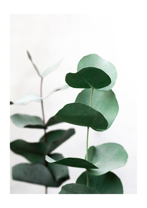 Eucalyptus 5 by Mareike Boehmer